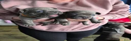 French Bulldog dogs for sale: French Bulldog Puppies! - Advert 2