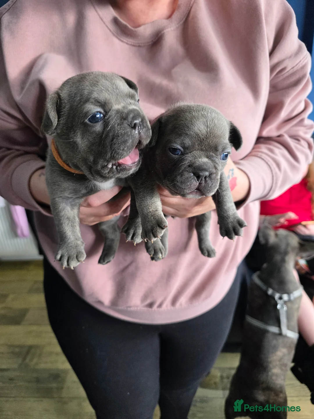French Bulldog dogs for sale: French Bulldog Puppies! - Advert 2