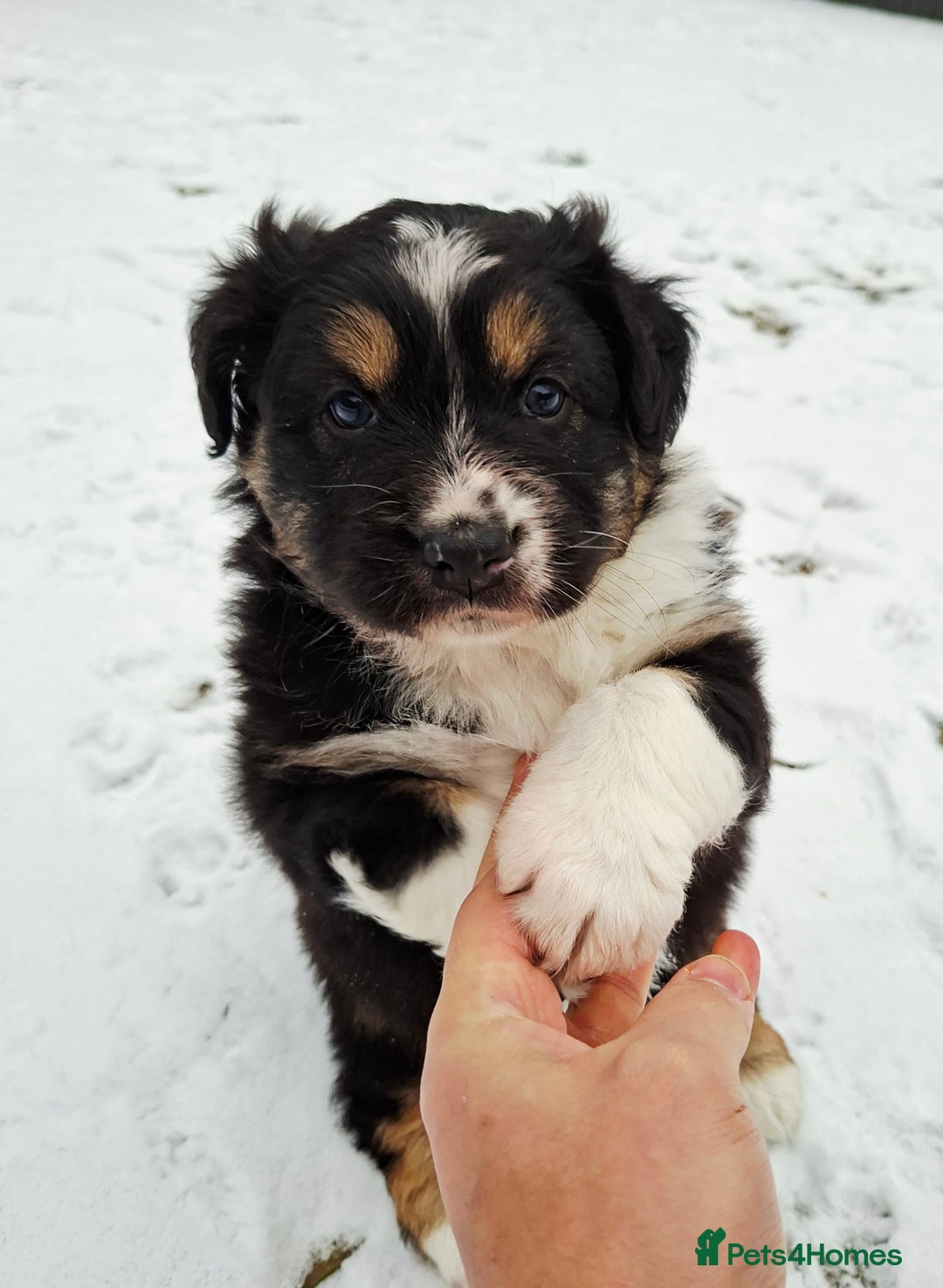 Australian Shepherd dogs for sale: Beautiful Australian Shepherd puppy for sale  - Advert 5