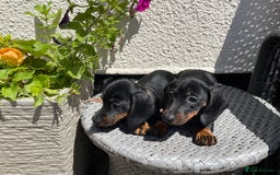 Miniature Dachshund dogs for sale: Miniature Wire Haired Dachshunds - Image 27