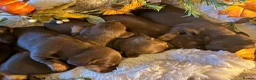 Miniature Dachshund dogs for sale: KC Miniature dachshund chocolate and tan puppies!  - Advert 10