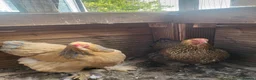 Chickens poultry for sale: 2 barahma hens - Advert 6