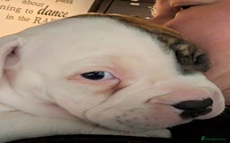 American Bulldog dogs for sale: Johnson American bulldog pups (ready to leave)  - Image 6