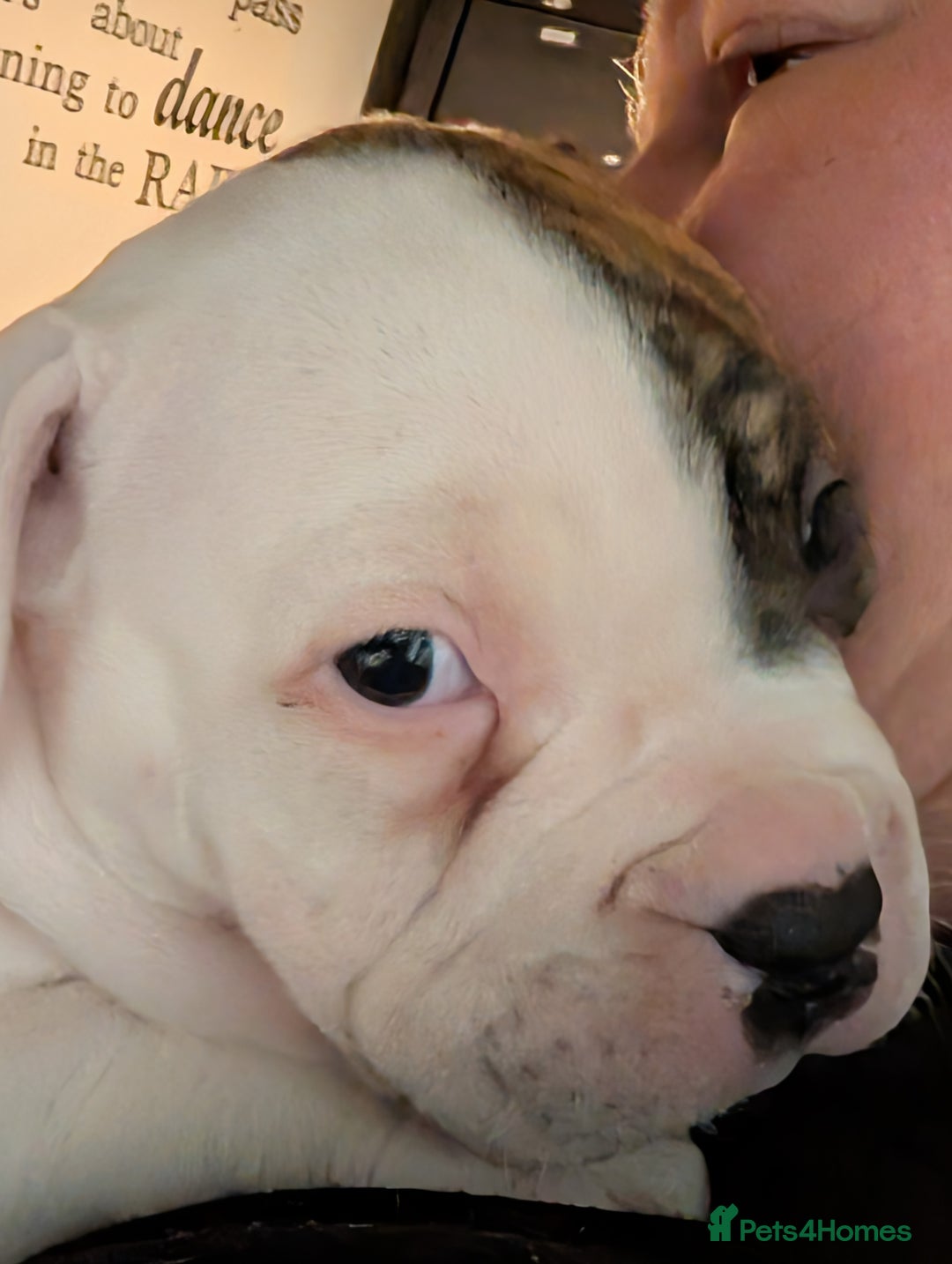 American Bulldog dogs for sale: Johnson American bulldog pups (ready to leave)  - Image 6