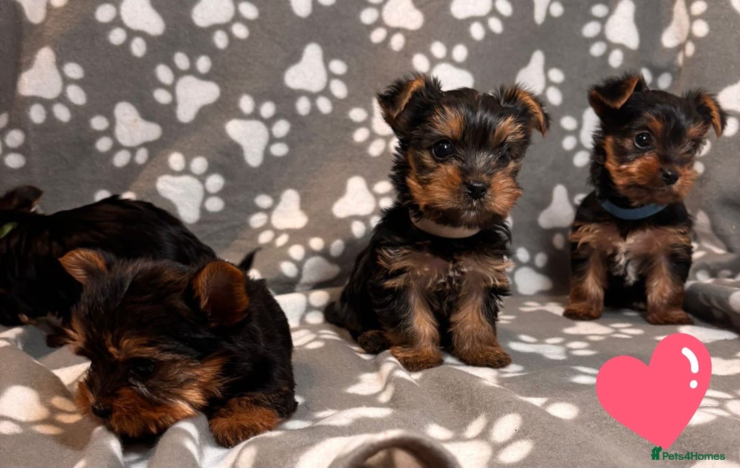 Yorkshire Terrier dogs for sale: Yorkshire terrier puppies for sale - Advert 7