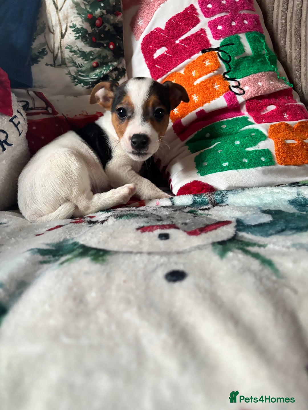 Parson Russell dogs for sale: Gorgeous Parson x Jack Russell’s  - Advert 9