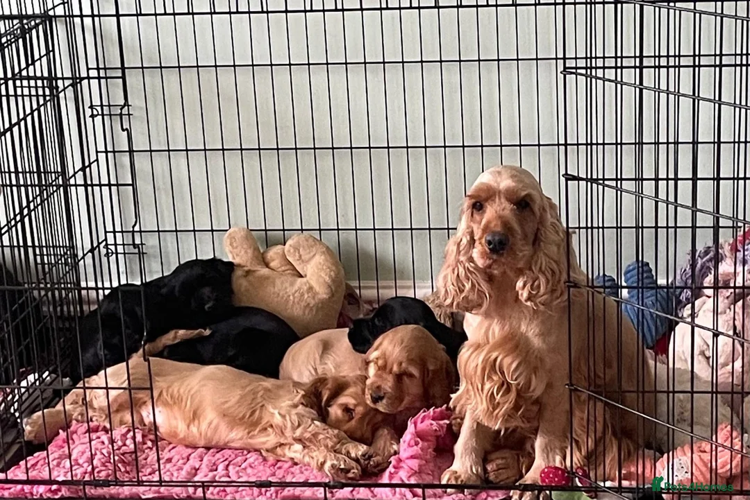 Cocker Spaniel dogs for sale: Quality KC Registered Show Cocker Spaniel Puppies - Advert 2