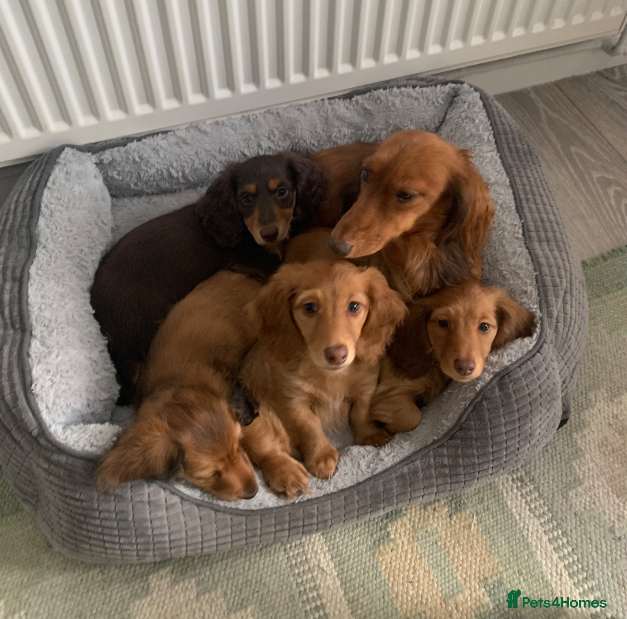 Dachshund dogs for sale: Last 2 Miniature longhaired dachshund Puppies - Advert 7