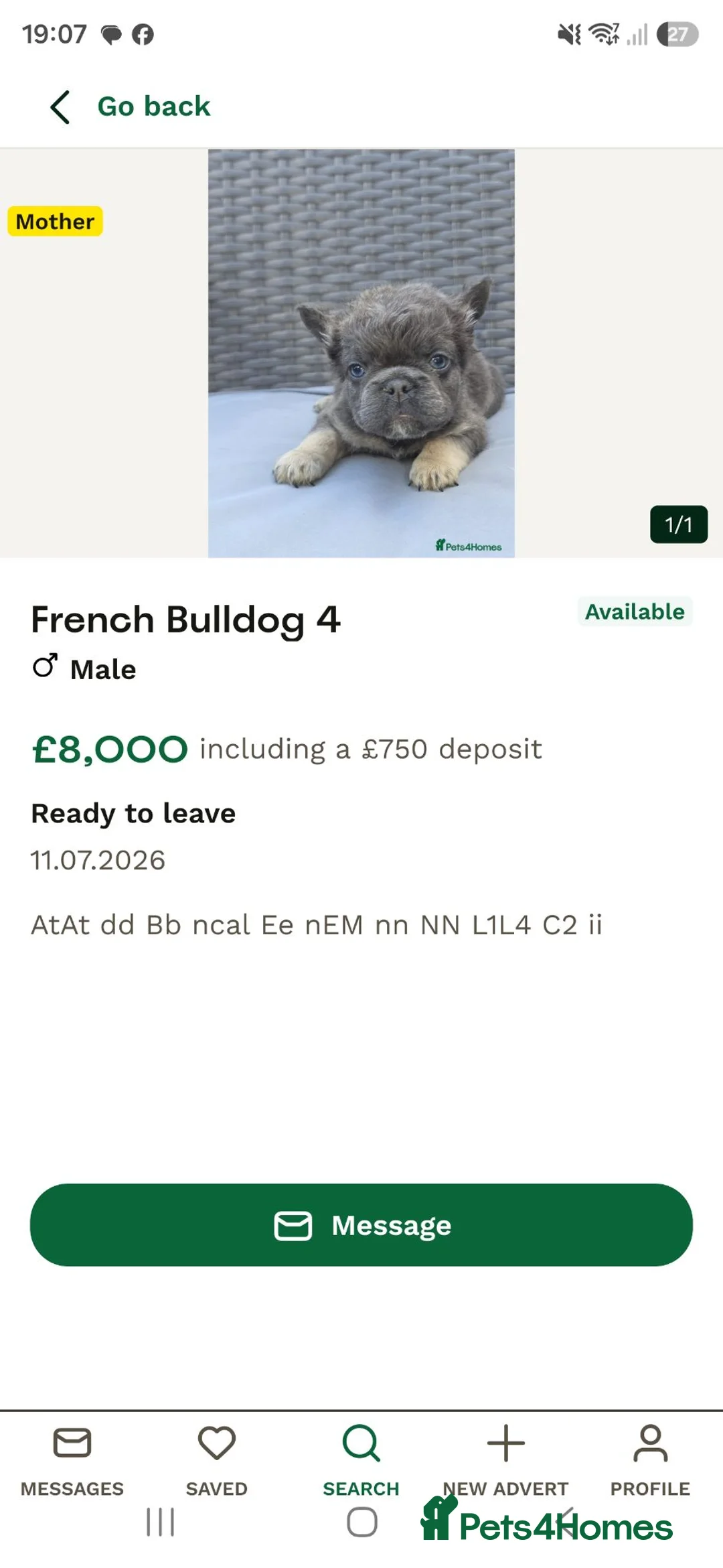 French Bulldog dogs for sale: Adorable Fluffy Frenchie - Advert 15