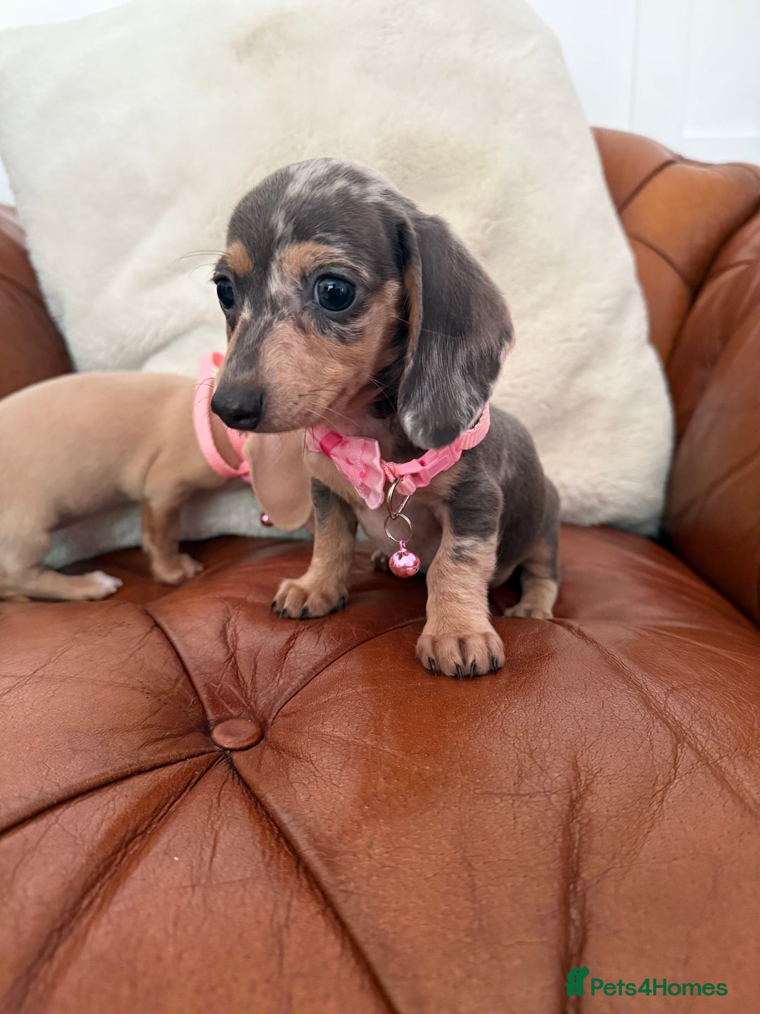 Miniature Dachshund dogs for sale: Beautiful Mini Dachshund Pups 🐶 5 Star ⭐ Breeder - Image 17