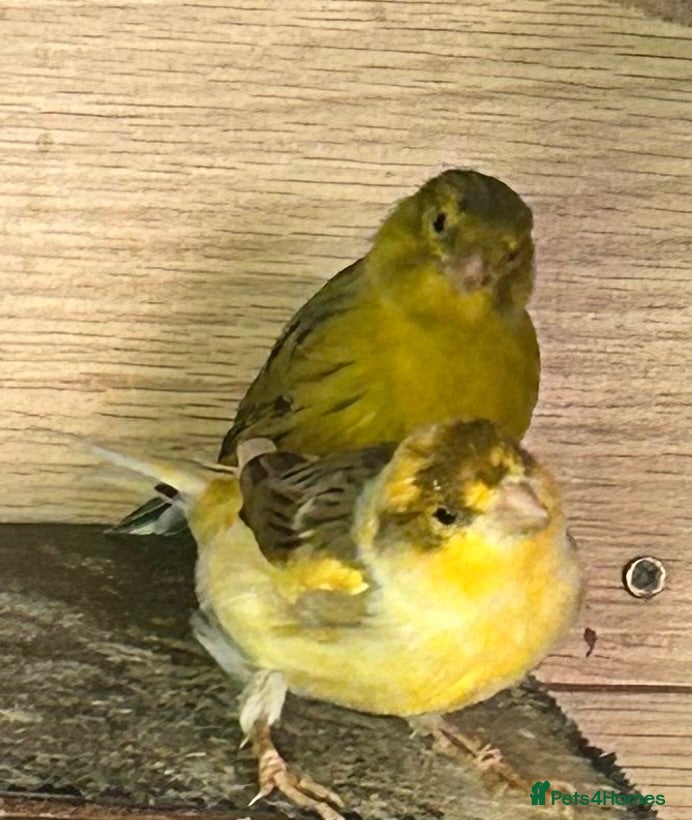 Canaries birds Canary - Advert 2