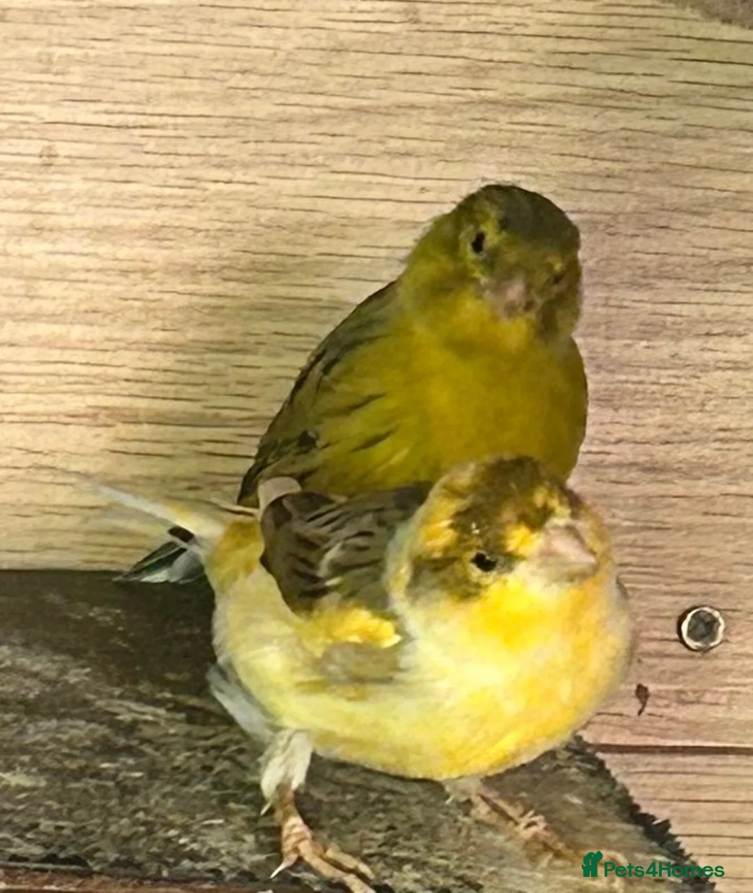 Canaries birds for sale: Canary - Advert 1