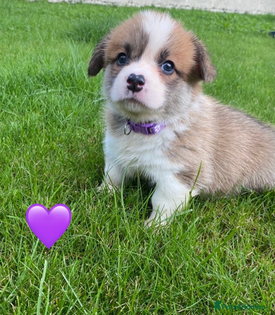 Welsh Corgi Pembroke dogs for sale: Champion Bloodline KC reg puppies - Image 6