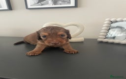 Miniature Dachshund dogs for sale: Long haired dachshund puppies   - Image 23