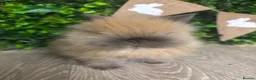 Lionhead rabbits for sale: BEAUTIFUL BABY LIONHEAD BUNNIES  - Advert 10