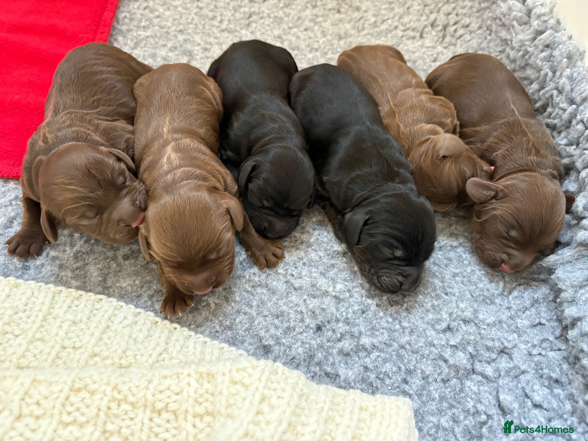 Cocker Spaniel dogs for sale: ❤️ A beautiful litter of tiny cocker spaniels ❤️  - Advert 8