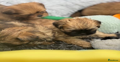 Shih Tzu dogs - Advert 6