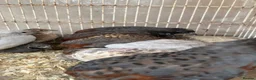 Mixed Breed poultry for sale: Beautiful Quals and Quals and chicken - Advert 12