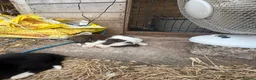Border Collie dogs for sale: Beautiful Border Collie pups - Advert 2