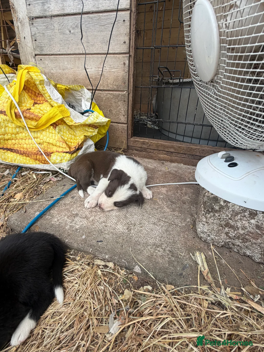 Border Collie dogs for sale: Beautiful Border Collie pups - Advert 2