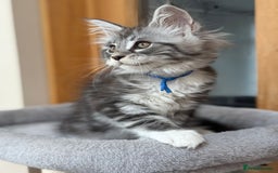 Maine Coon cats for sale: 2 Beautiful pedigree TICA reg Maine Coon kittens - Image 25