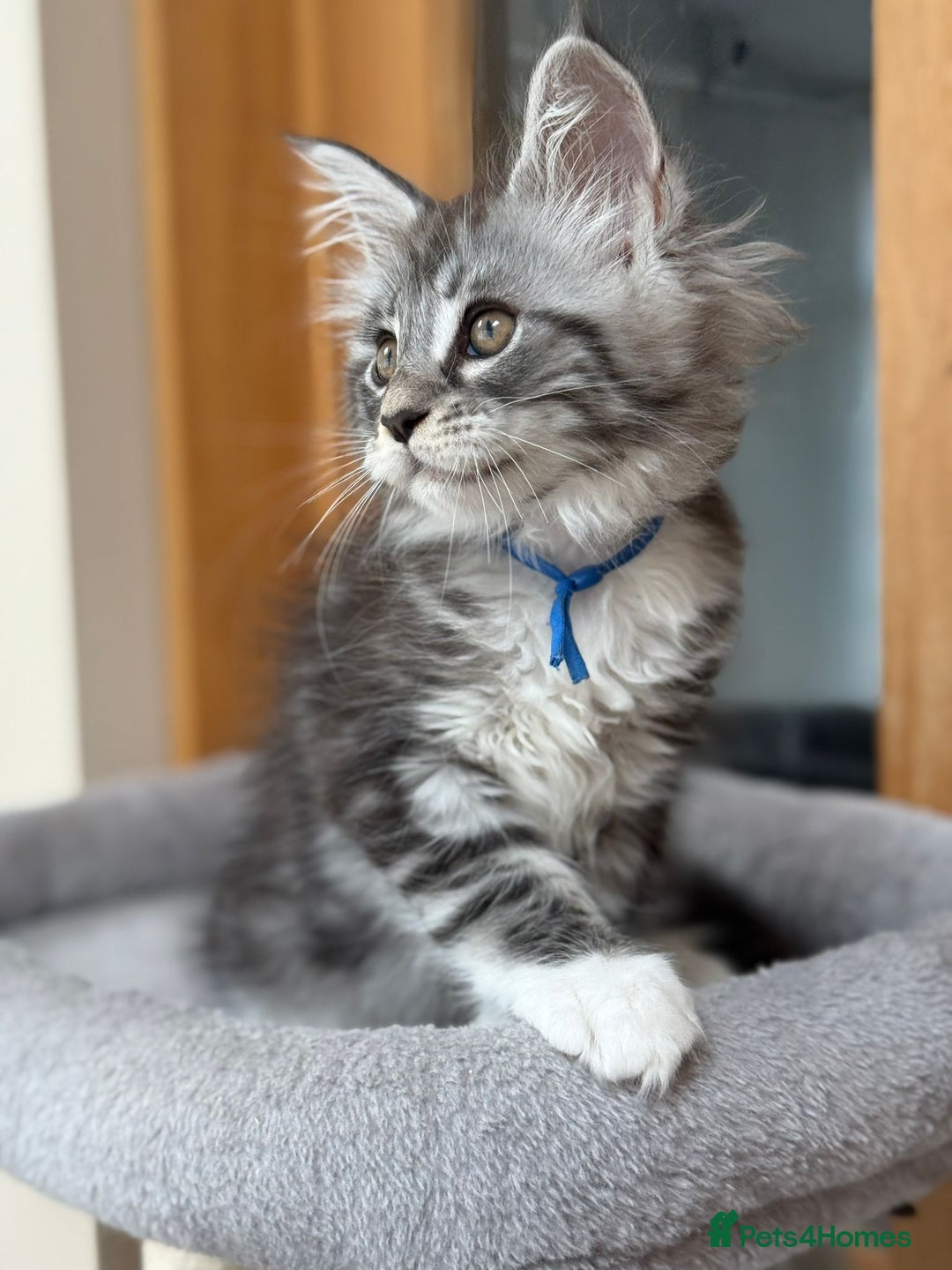 Maine Coon cats for sale: 2 Beautiful pedigree TICA reg Maine Coon kittens - Image 25
