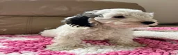 Cockapoo dogs for sale: F1 cockapoo puppies  - Advert 22