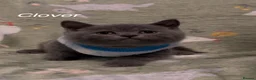 British Shorthair cats for sale: Pure British Shorthair  - Advert 20