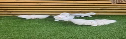 Ragdoll cats for sale: 💫Stunning Ragdoll Kittens 💫 - Advert 4