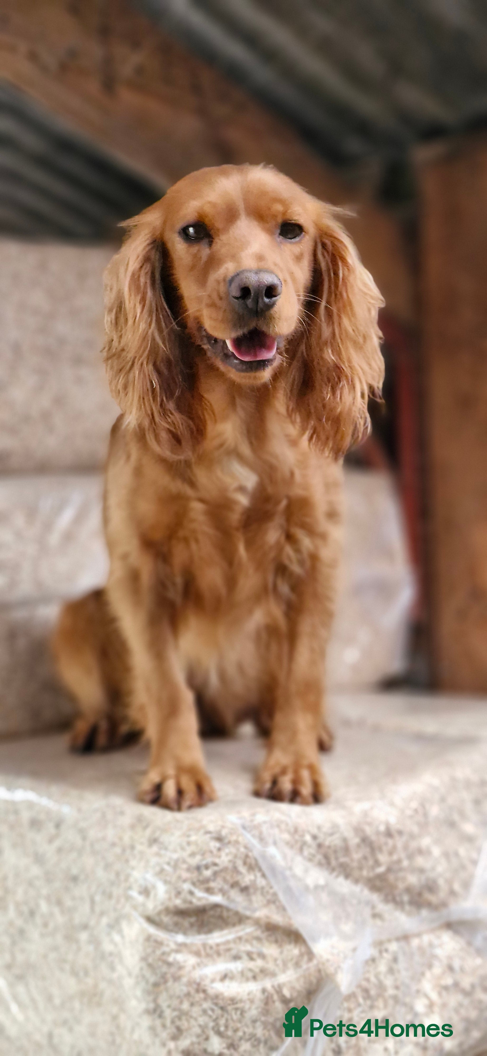 Cocker Spaniel dogs COCKER SPANIEL PUPPIES - Advert 1