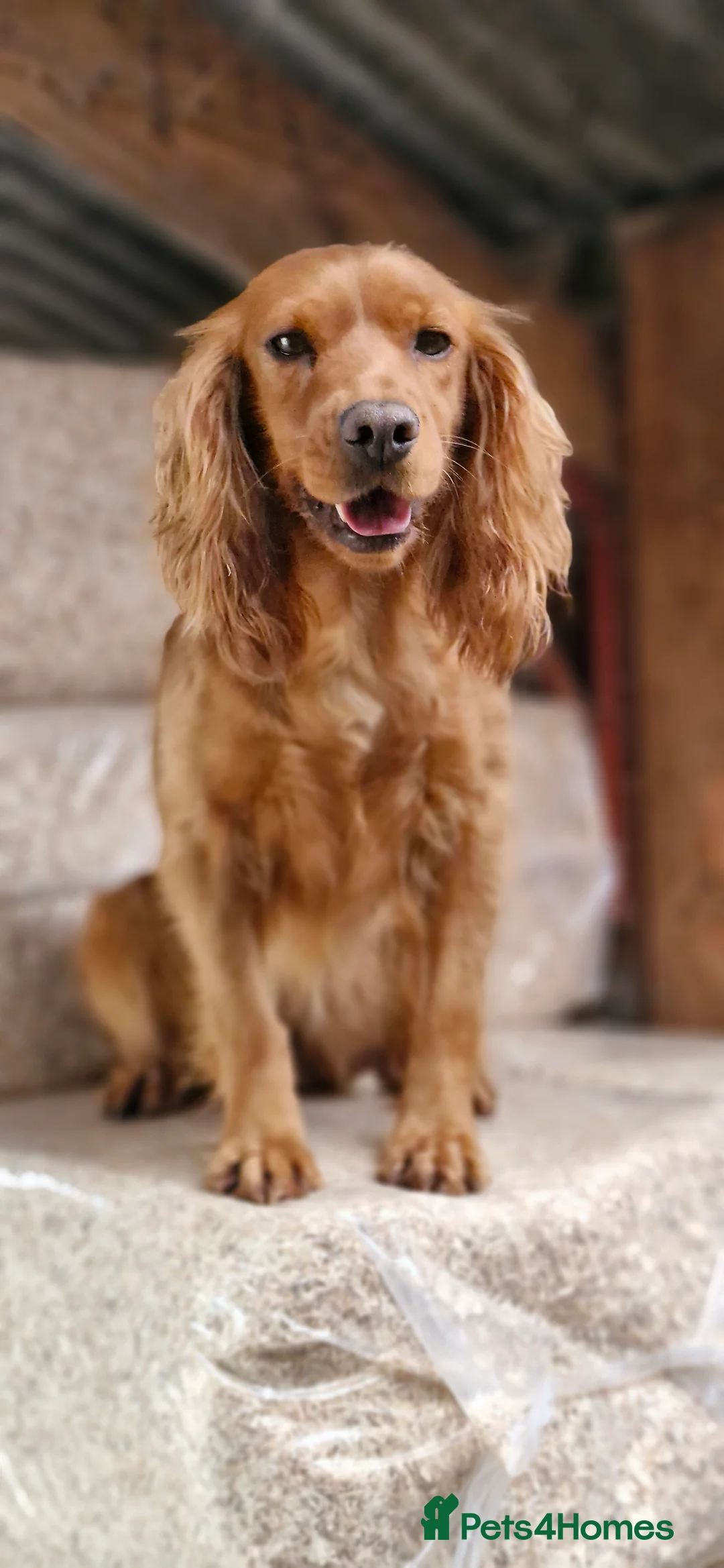 Cocker Spaniel dogs for sale: COCKER SPANIEL PUPPIES - Advert 1