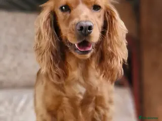 Cocker Spaniel dogs COCKER SPANIEL PUPPIES - Advert 5