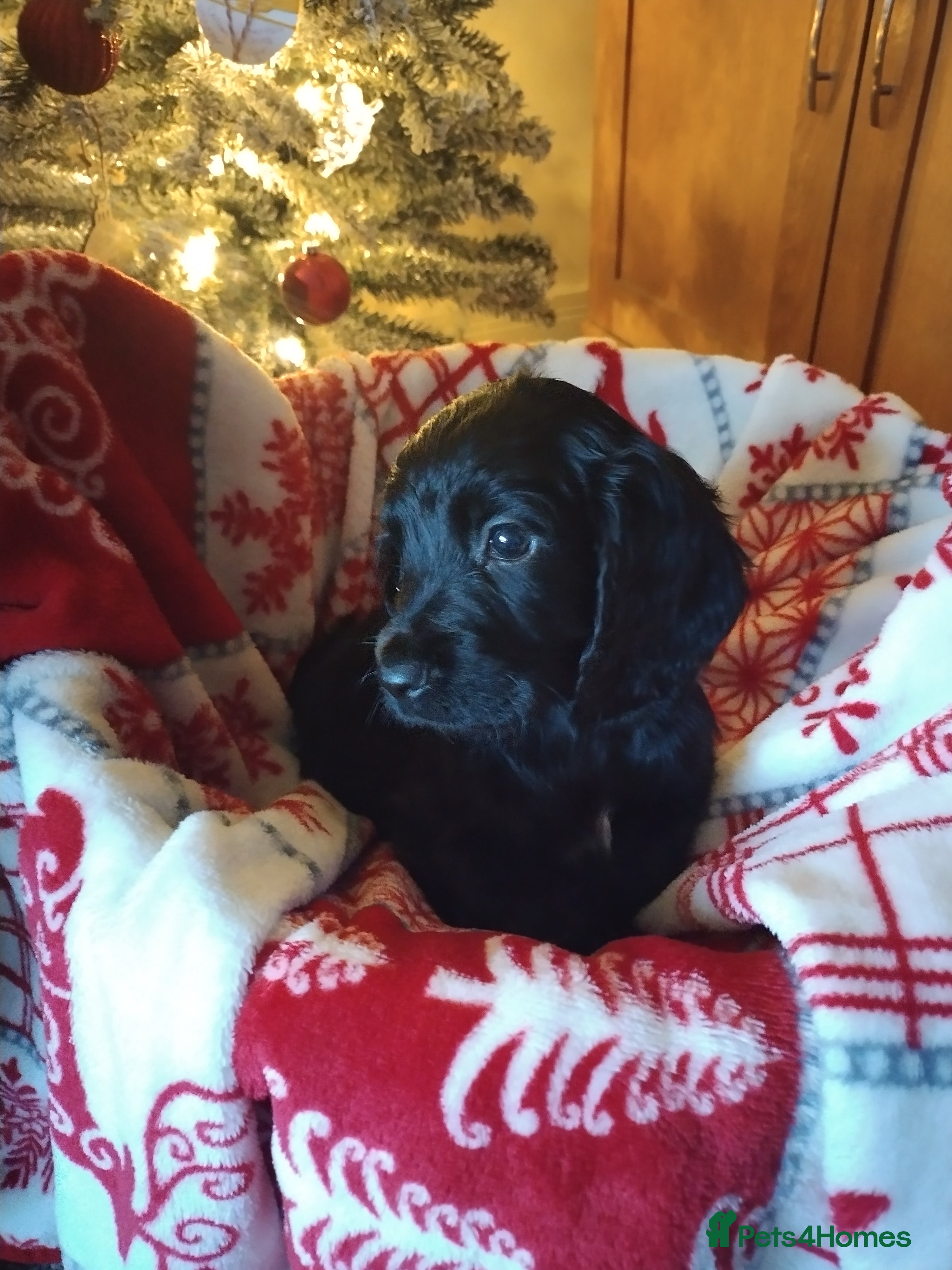 Cocker Spaniel dogs Ready to leave KC pups  - Advert 12