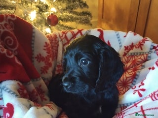 Cocker Spaniel dogs Ready to leave KC pups - Advert 12