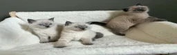 British Shorthair cats for sale: Beautiful British shorthair Scottish fold kittens  in Norwich - Advert 7