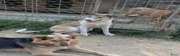 Mixed Breed dogs for adoption: Gentle Picadilly is looking for a family - Advert 4
