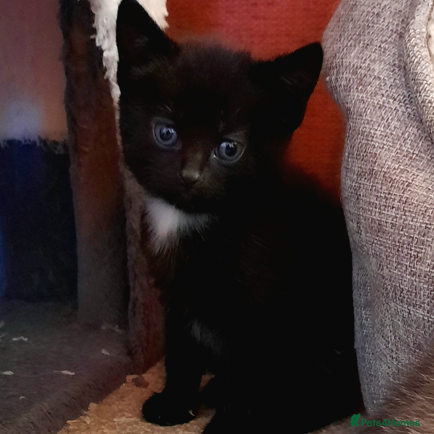 Mixed Breed cats Beautiful friendly kittens - Advert 14