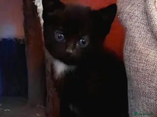 Mixed Breed cats Beautiful friendly kittens - Advert 14