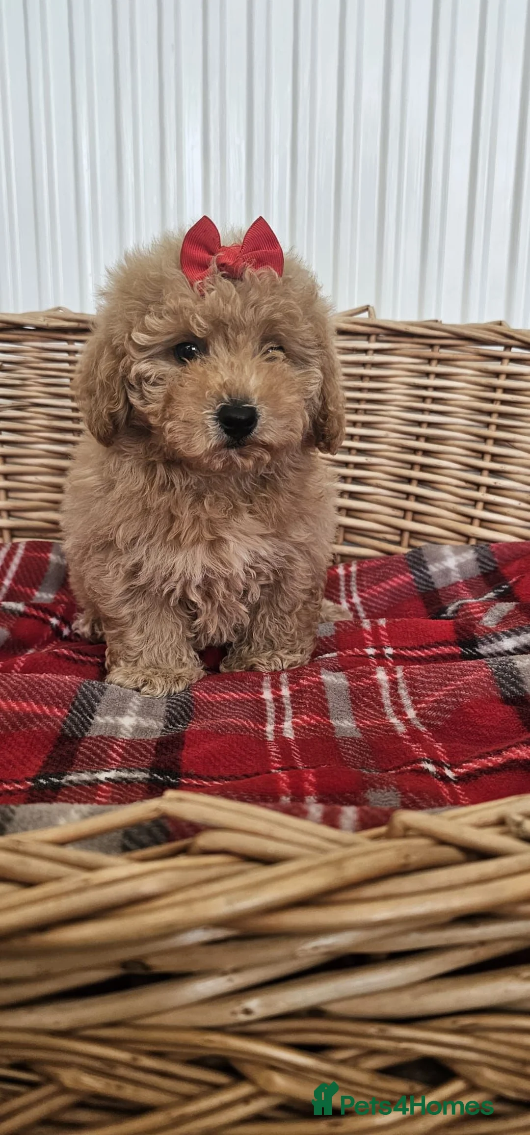 Cavapoo dogs for sale: Beautiful cavapoo puppies  - Advert 2