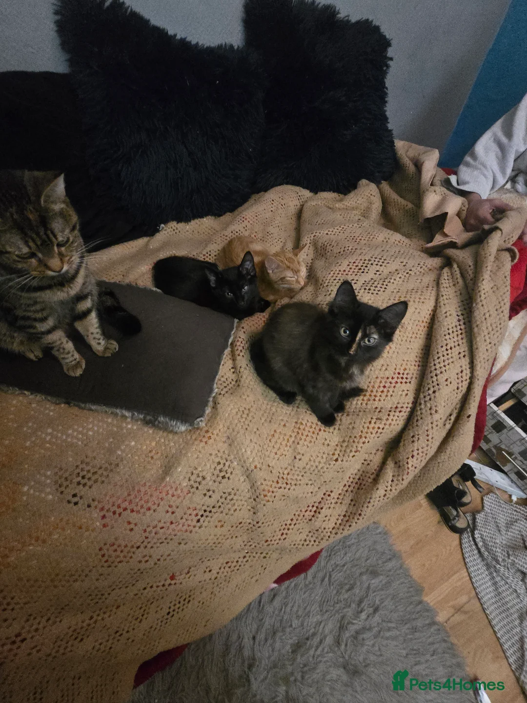 Mixed Breed cats for sale: Kittens for sale  - Advert 10