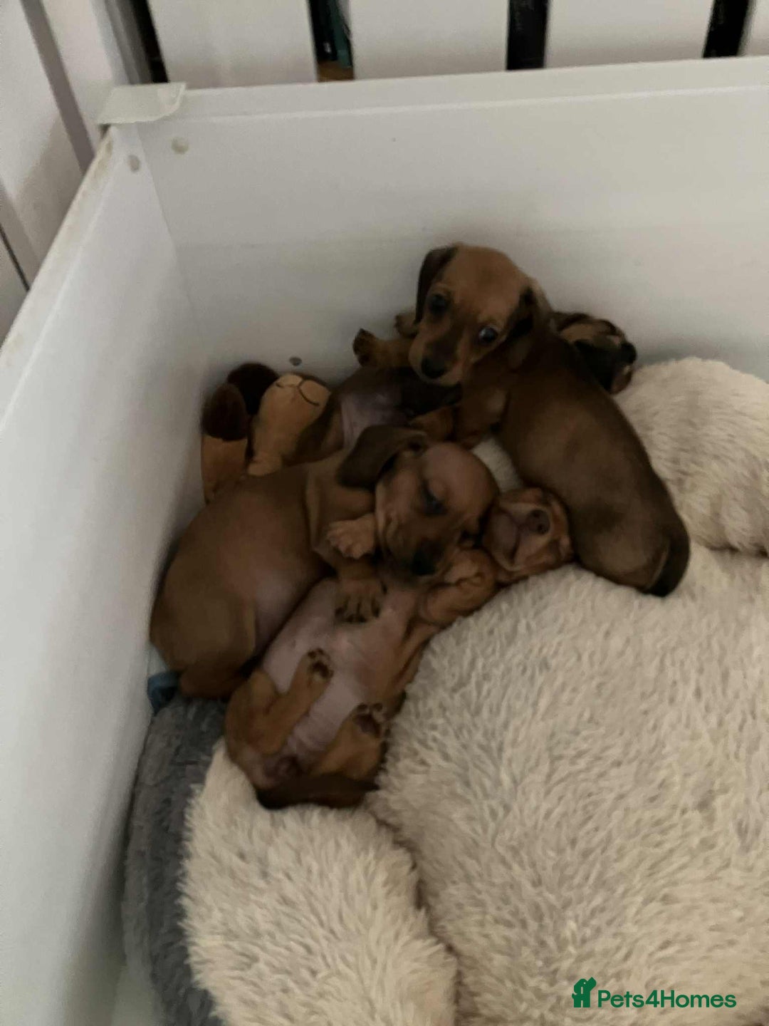 Miniature Dachshund dogs for sale: Miniature smooth haired dachshund puppies - Image 20