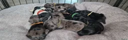 Cockapoo dogs for sale: Cockapoo puppies for sale in Crawley - Advert 7
