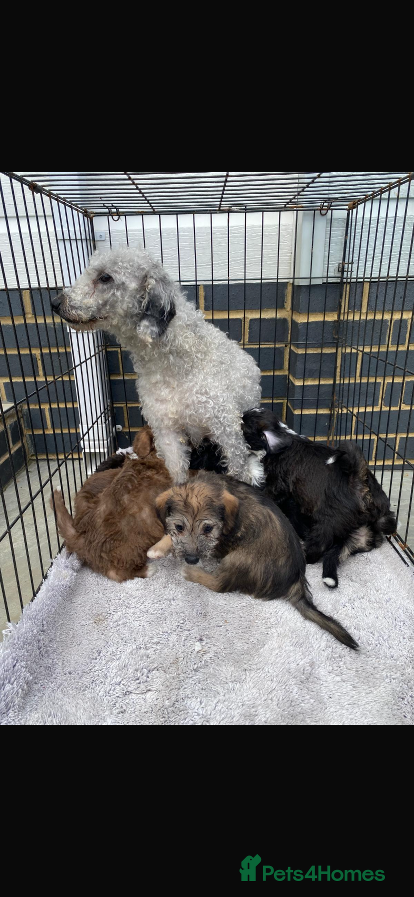 Mixed Breed dogs Bedlington x Jack Russell - Advert 2