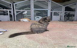 Maine Coon cats for sale: Full pedigree MaineCoon kittens  - Image 2