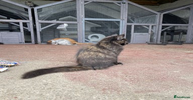 Maine Coon cats - Advert 10