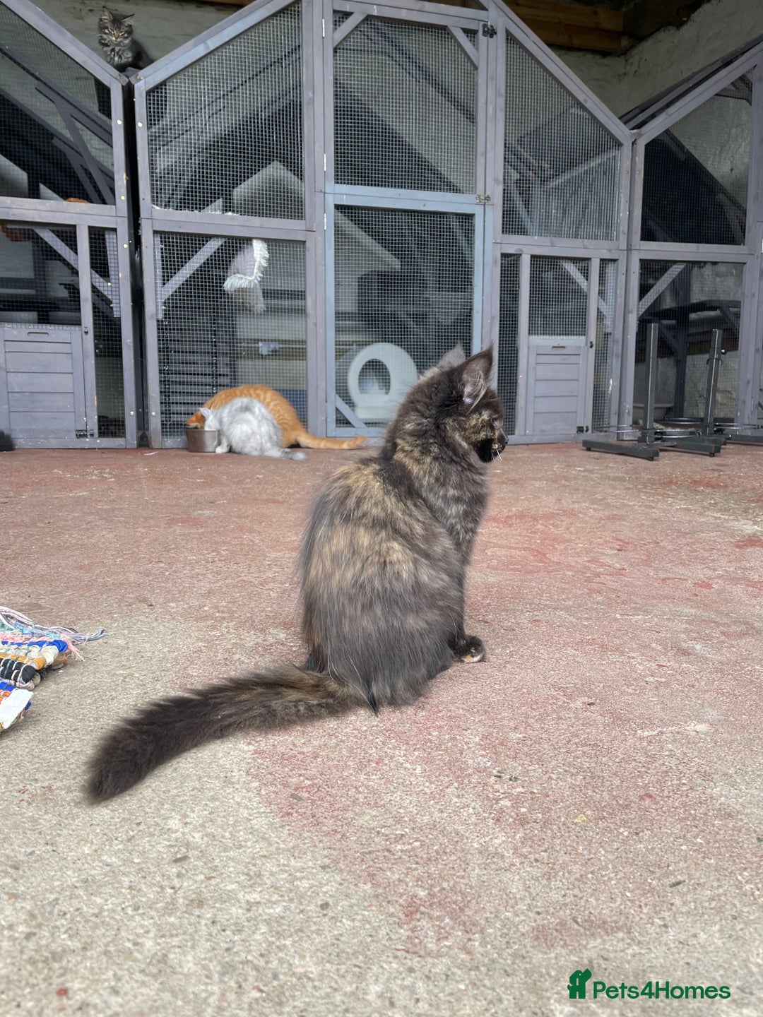 Maine Coon cats for sale: Full pedigree MaineCoon kittens  - Image 2