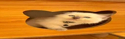 Ragdoll cats for sale: Beautiful Ragdoll cat - Advert 9