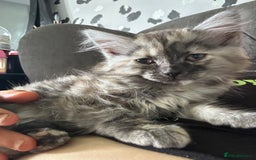 Mixed Breed cats for sale: Kitten for sale  - Image 8