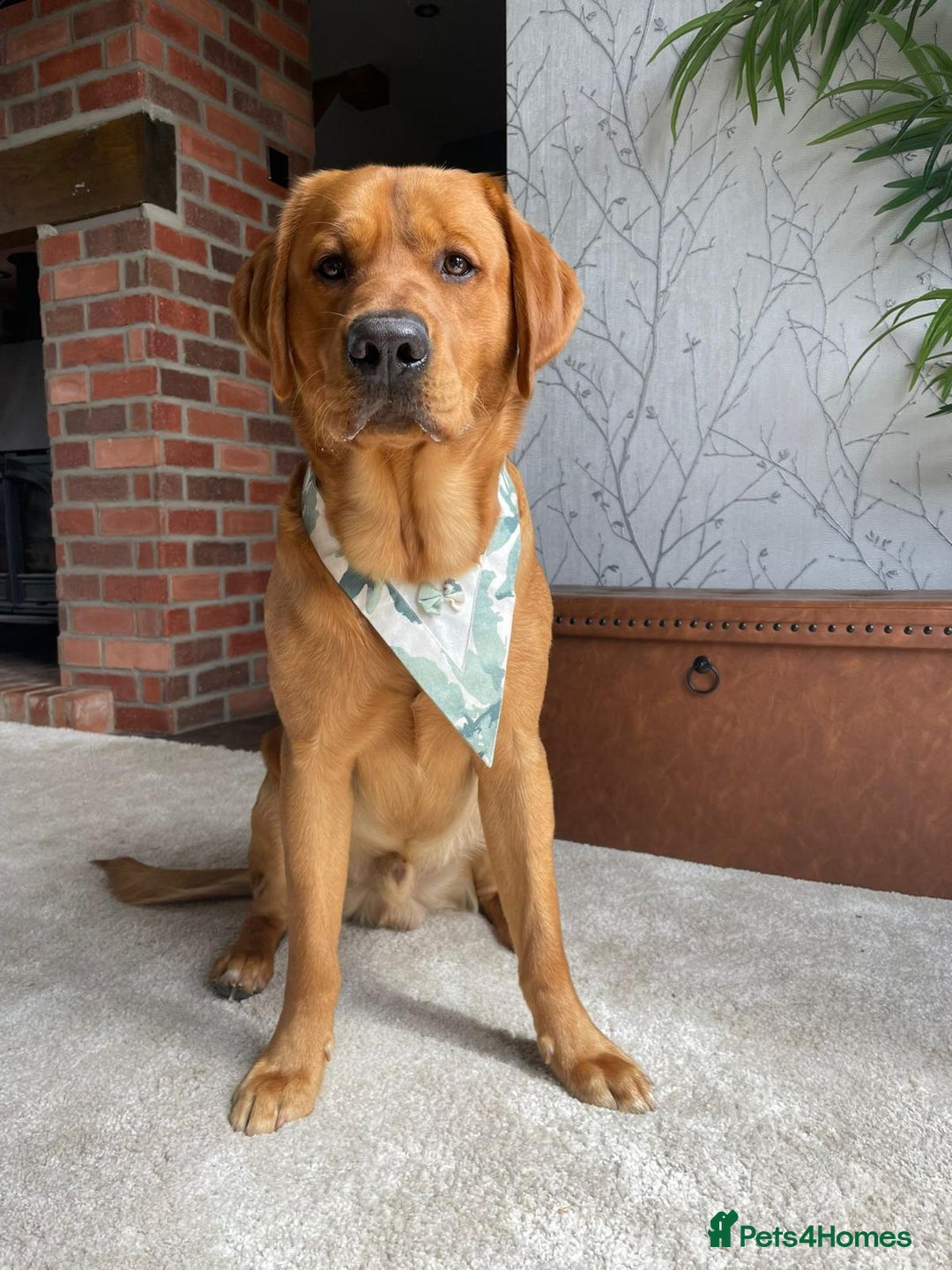 Goldador dogs for stud: STUD - Handsome Goldador  - Advert 2