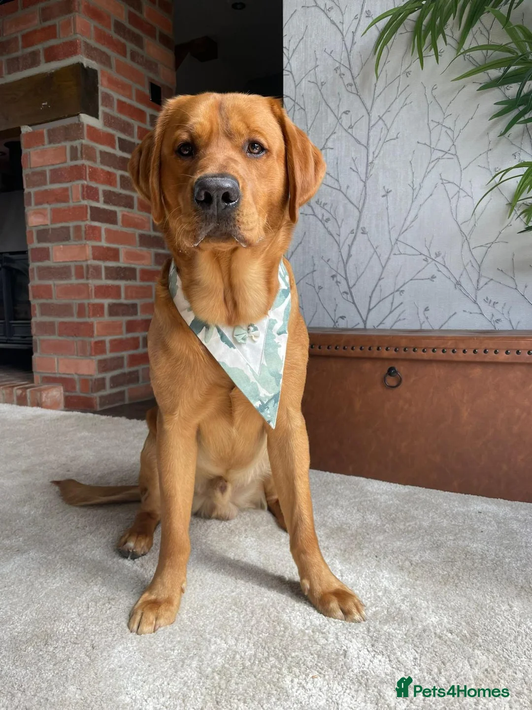 Goldador dogs for stud: STUD - Handsome Goldador  - Advert 2